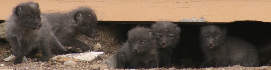 Five puppies